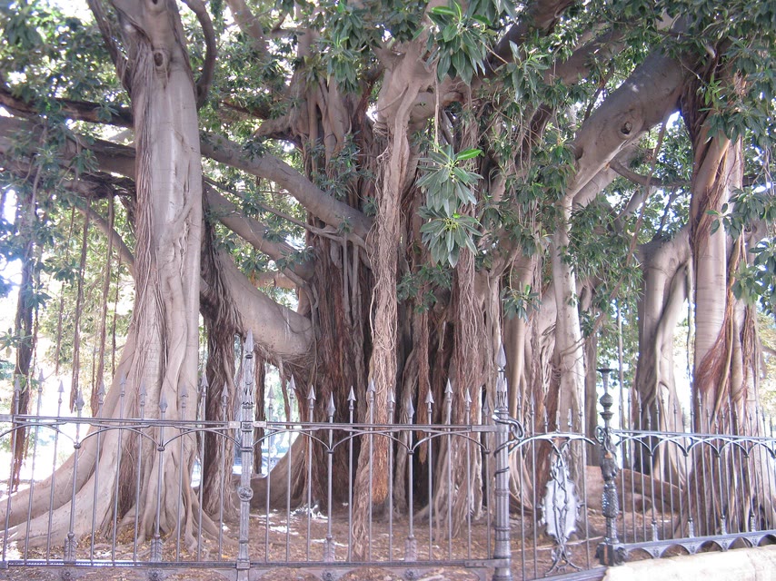 Il ficus magnolioide del Giardino Garibaldi